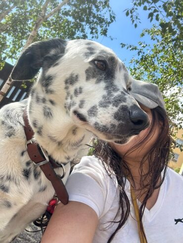 THE PETS WHISPERS
