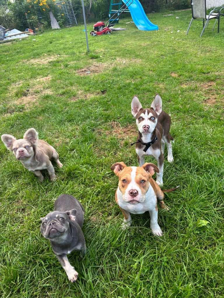 Kennels & boarding With Mari