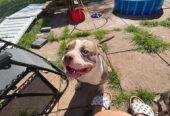 Kennels & boarding With Mari