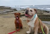 Dog Walks ‘N More, LLC San Diego
