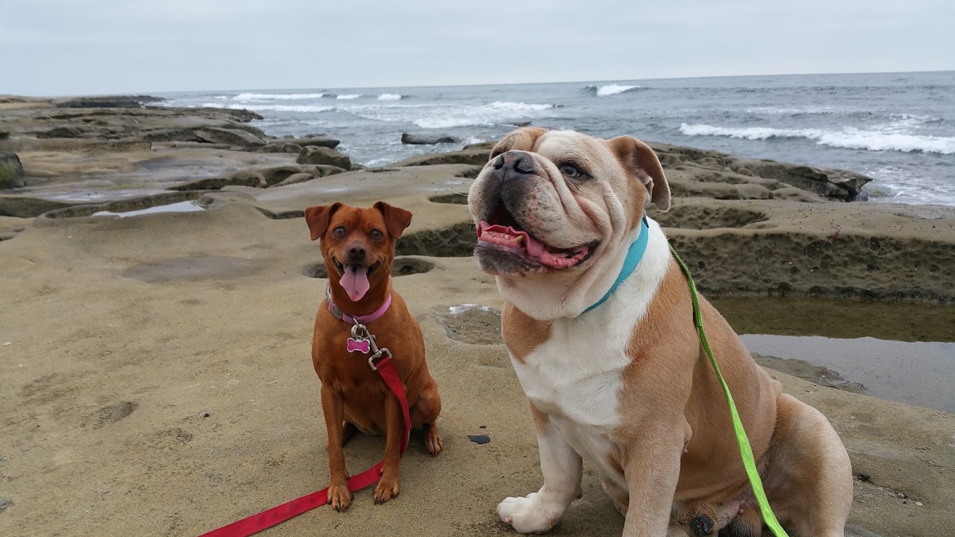 Dog Walks ‘N More, LLC San Diego