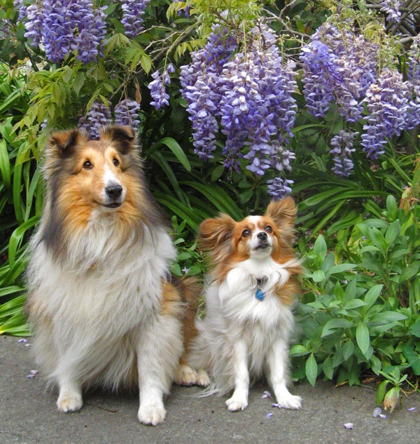 Dog Walks ‘N More, LLC San Diego