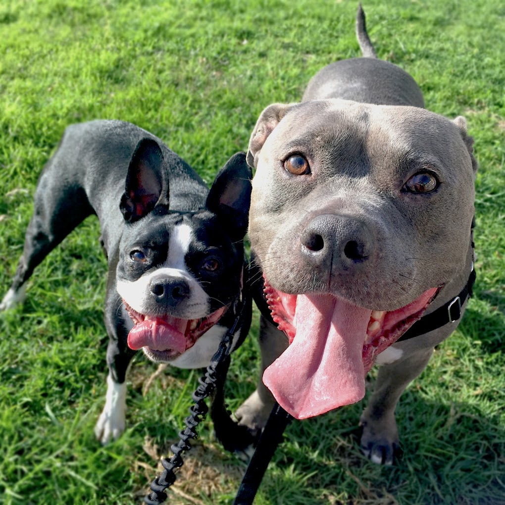 Sniff | San Diego – Private Dog Walking